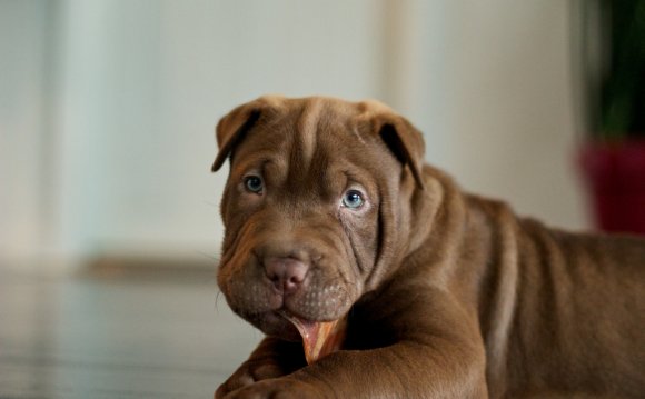shar pei and terrier mix