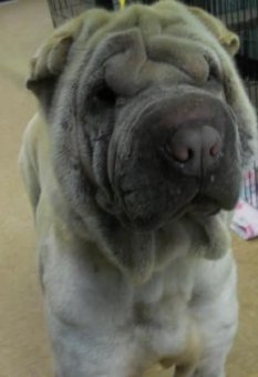 Four-year-old Bling is one of 66 Shar-Pei dogs that were taken from a breeder in Berkeley County.