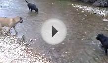 Shar-pits playing in the creek